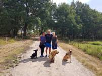 Groep honden sporten